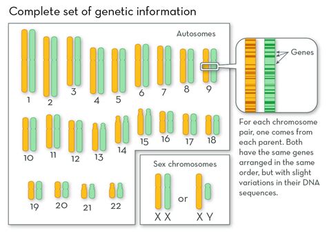 Diagram Of Chromosome With Gene