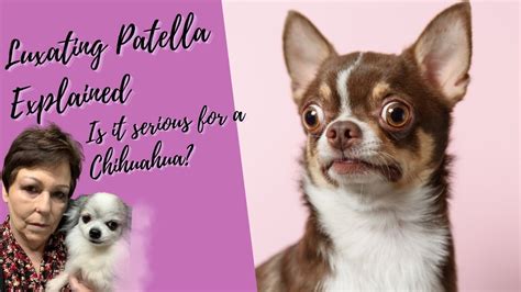 Luxating Patella In Chihuahuas Explained Youtube