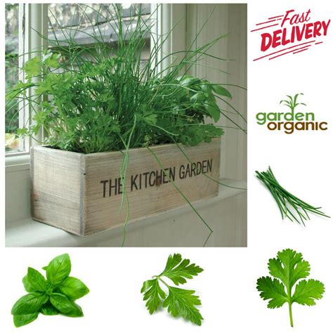 Herb Growing Kit Kitchen Garden Grow Own Green Planter