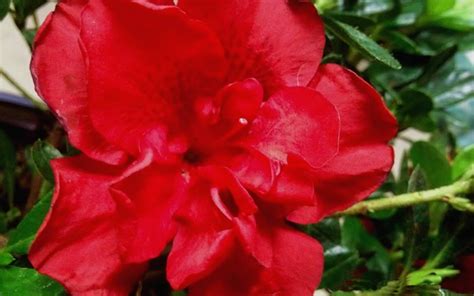 Maybe you would like to learn more about one of these? Buy Autumn Fire Encore Azalea - 1 Gallon - Perennial ...