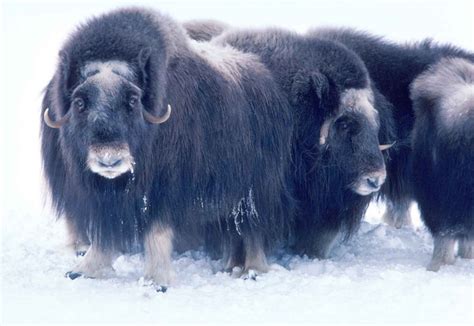 Alaska Allows Mercy Killing By Hunters For Musk Oxen