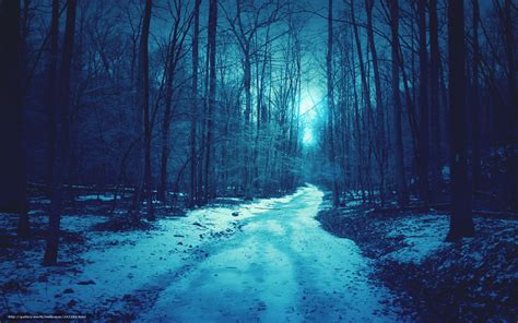 Download Wallpaper Forest Trees The Blue Glow Beautifully Free