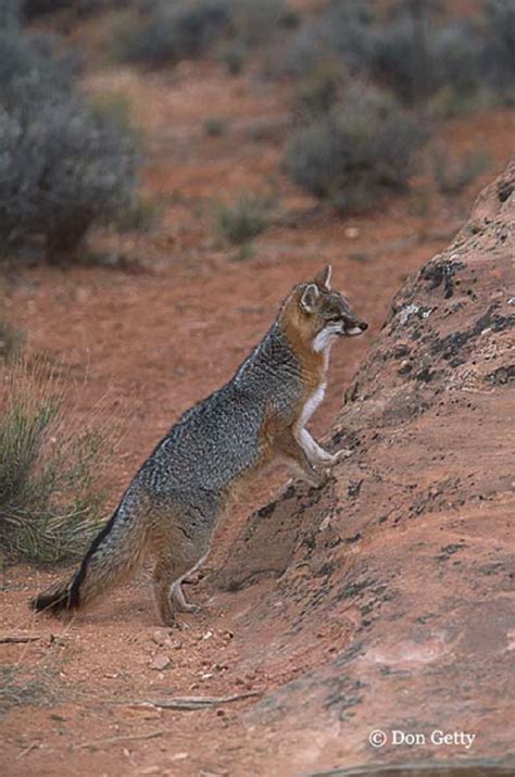 Gray Fox State Of Tennessee Wildlife Resources Agency