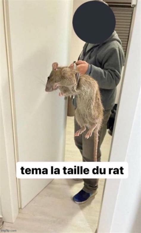 Image tagged in tema la taille du rat - Imgflip