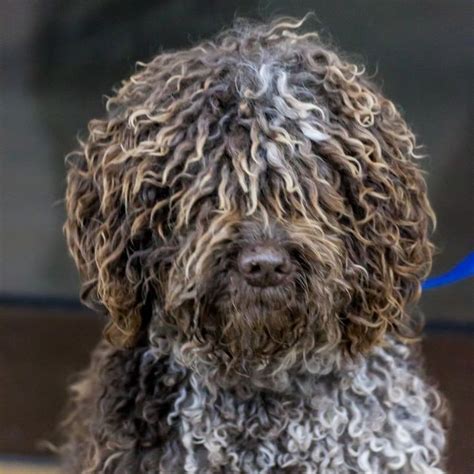 curly haired dogs thatll       portuguese water dog curly hair styles
