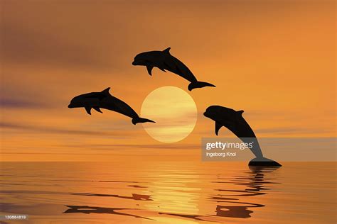 Three Dolphins Jumping Out Of The Water Sunset Silhouette