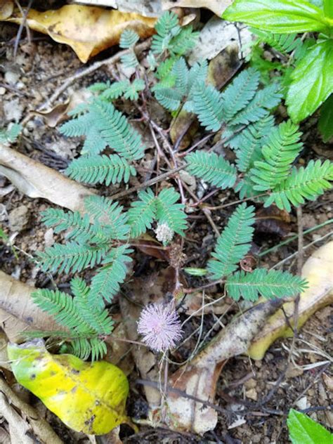 Sensitive Plant Germination Seeds Rare Exotic Mimosa Pudica Etsy