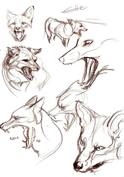 Foxes From Reference Рисунки животных Эскизы животных