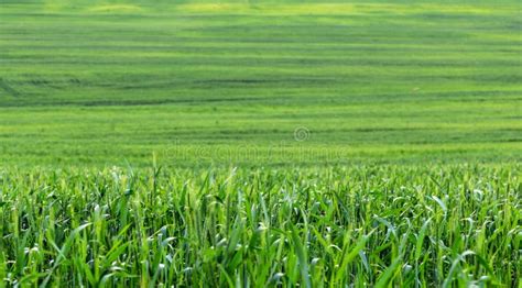 Green Wheat Field As Background Stock Photo Image Of Nature Green
