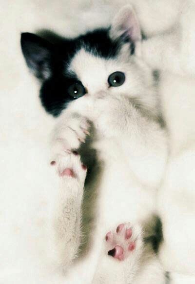 Black And White Kitten Upload You Cat Pictures At