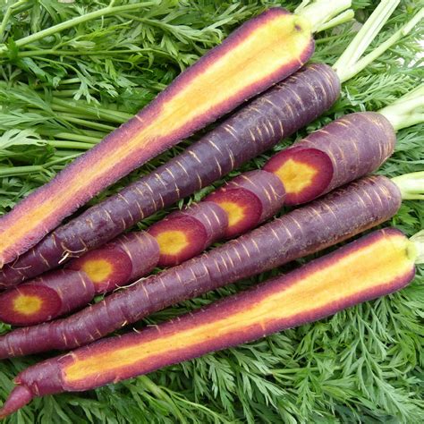 Cosmic Purple Carrot Seed 500 Mg ~300 Seeds Non Gmo Open