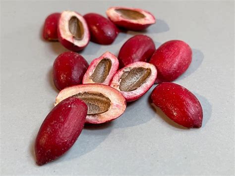 I Tried the "Miracle Berry," the Fruit that Turns Sour Flavors Sweet