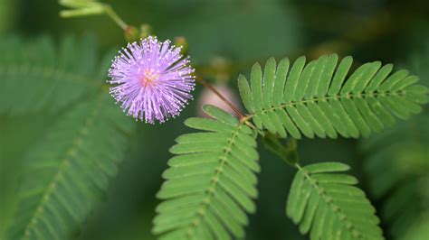 Outdoor And Gardening Sensitive Plant Rare Mimosa Pudica Seeds And Seed