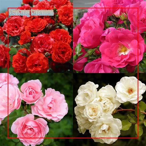 Jual Bibit Tanaman Hias Bunga Mawar Rambat Climbing Rose Cantik Bisa