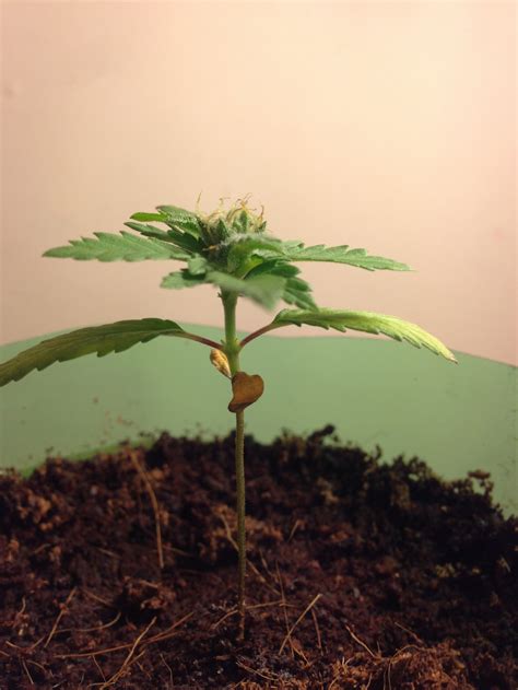 Tiny Autoflower Started Flowering What To Do Grasscity Forums