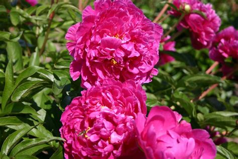 Dayton Parkland Peonies