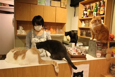 Montreal And Oakland Enter Race To Open North America's First Cat Cafe