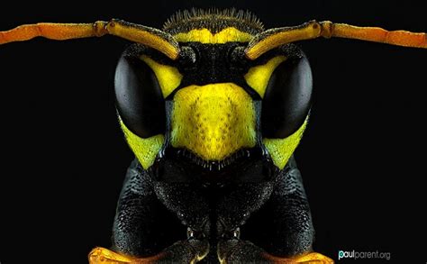 Stunning Macro Photos Of Insects Show Their Complex Beauty