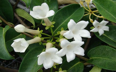 Just fill in the get email alerts form below. BRIDAL BOUQUET FOR SALE CAPE CORAL