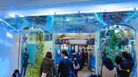 Coex Aquarium The Seoul Guide