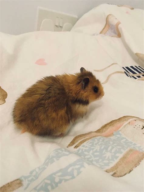 Baby Syrian Hamsters X 4 In Alton Hampshire Gumtree