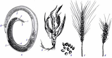 Рис. 194 (zu) Пшеничная нематода Anguina tritici Картинка - Рис. 194 (zu) Пшеничная нематода Anguina tritici