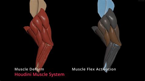 Houdini Muscle System On Vimeo