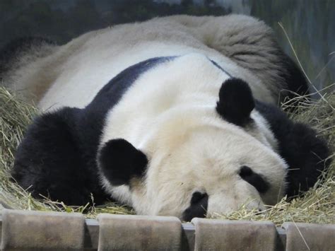 Asia Trail Giant Panda Tian Tian Zoochat