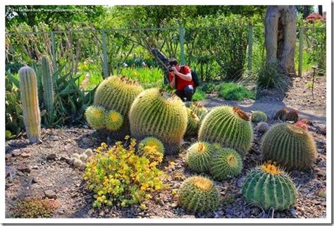 I have a golden barrel cactus that i would love to send to you! Ruth Bancroft Garden 2014 spring plant sale recap