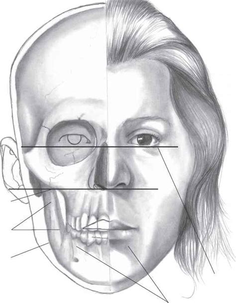It is important to draw very lightly, and keep the lines thin. The structure of the head - Drawing Realistic Faces ...