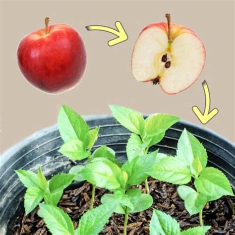 How To Grow An Apple Tree From Seed Tutorial