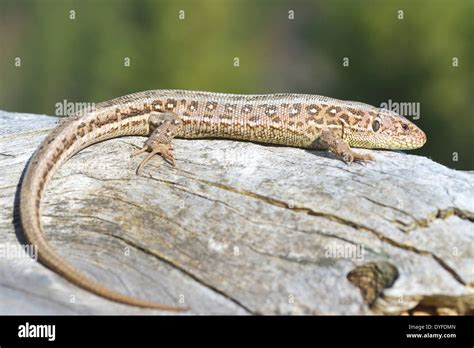 Common Lizard Lacerta Vivipara Stock Photo Alamy