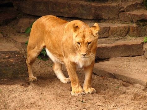 1000 Images About Hd Big Cats Wallpapers On Pinterest Golden Tiger