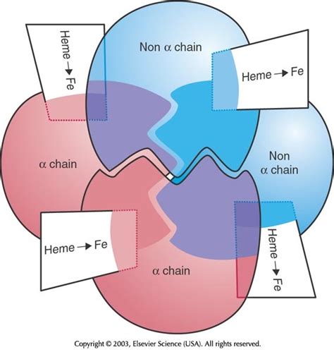Hemoglobin Production Diagram Quizlet