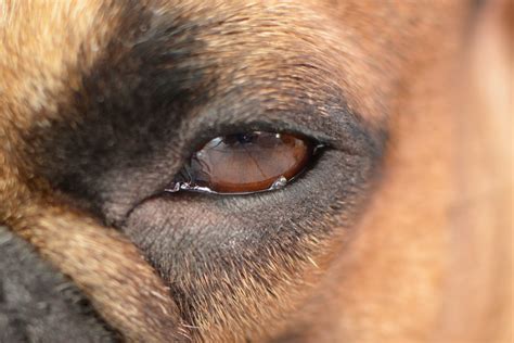 Eyelid Growthslumps On Dogs Eyelids Pdsa