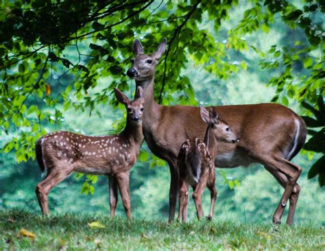 Check spelling or type a new query. "Deer at Julian Price Campground, Milepost 297.1" by ...