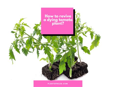 How To Revive A Dying Tomato Plant Read This