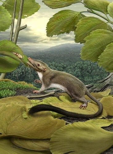 New Proto Mammal Fossil Sheds Light On Evolution Of Earliest Mammals