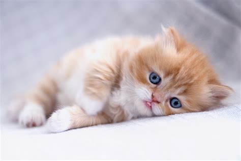 Cutest Kittens Wallpaper