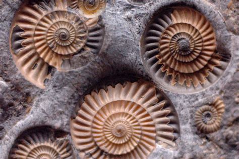 Top 37 Imagen Fossil Of A Shell Abzlocalmx