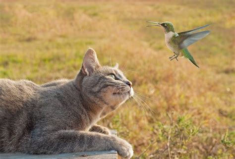 How To Keep Cats Away From Bird Feeders 7 Proven Methods Pet Keen