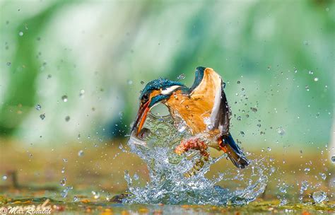 50 Best Wildlife Photography To Get Inspire The Wow Style