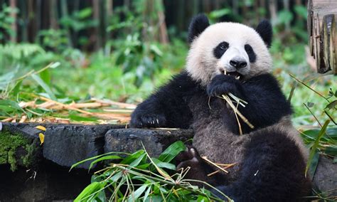 China Advances Construction Of Giant Panda National Park Global Times