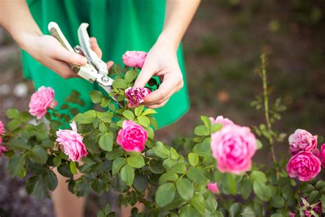 Cómo Cuidar Tu Jardín De Rosas