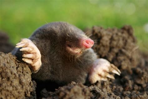 How To Rid Your Yard Of Moles Hgtv