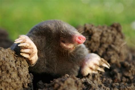 Put them around the perimeter of your lawn for a natural, effective and attractive mole repellent. How to Rid Your Yard of Moles | HGTV