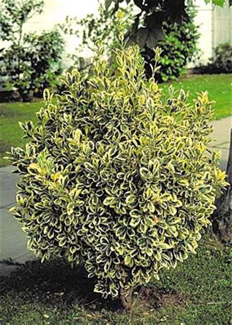Find help & information on euonymus japonicus 'chollipo' (v) spindle 'chollipo' from the rhs. euonymus chollipo - Google Search | Front yard landscaping ...