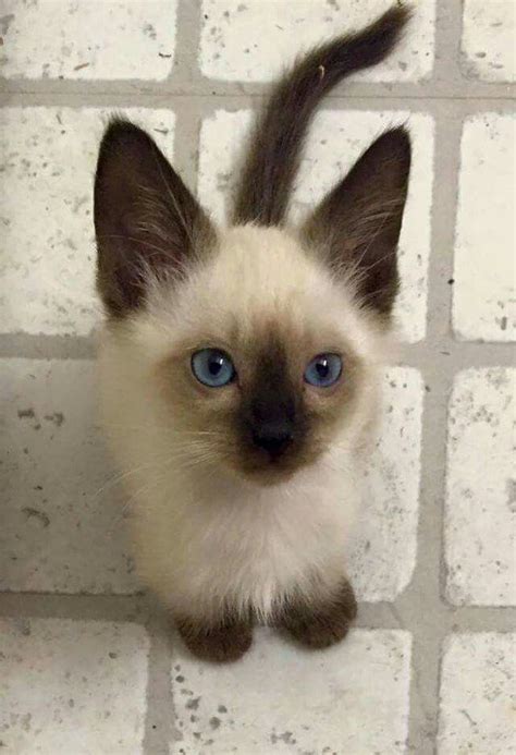 Sweet Baby Siamese With Images Cute Cats Kittens Cutest