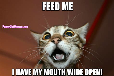If The Cat Is Hungry You Have To Feed Her Funny Cat Meme