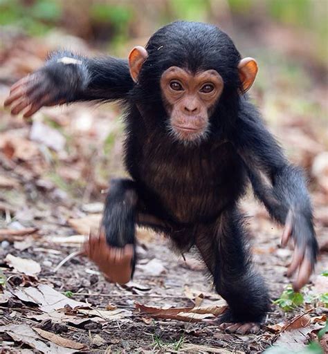 Chimpanzee Cute Baby Animals Baby Animals Cute Animals